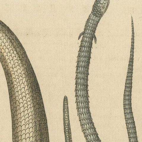 Antique Print of Various Amphibians Including the Sheltopusik, close-up 1