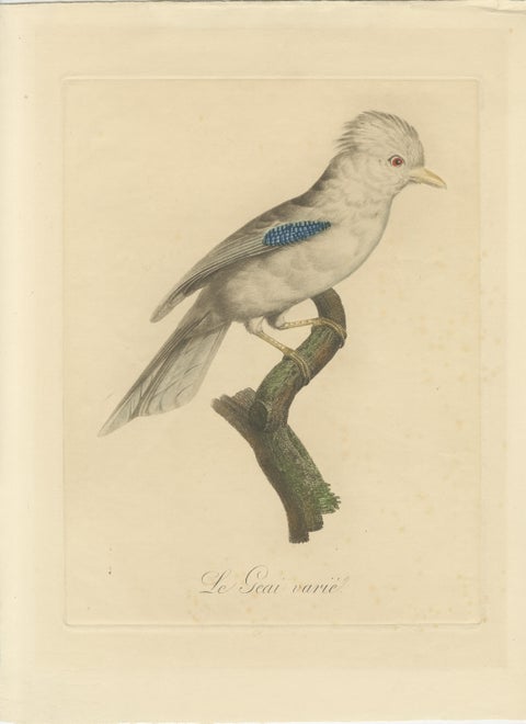 Le Geai varié (The Varied Jay): A 19th-Century Hand-Colored Bird Print, view 3