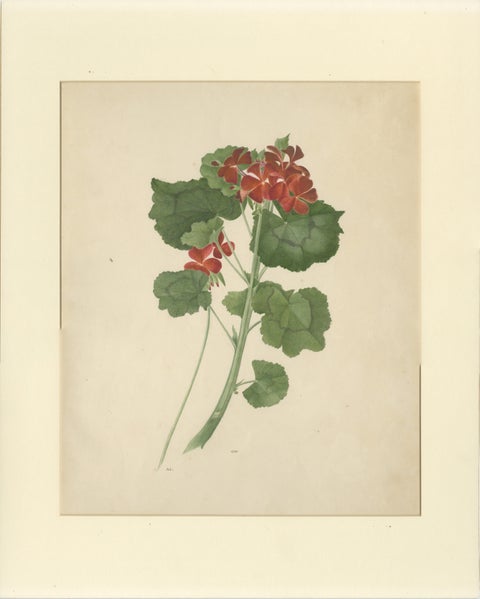 Two Stems with Red Flowers, Botanical Watercolor by A.L., 1819, view 2