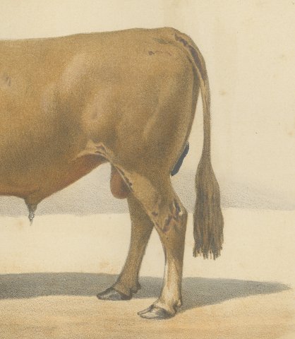 Femeline Bull, French Cattle Breed, Antique Chromolithograph by Borie, 1863, close-up 3