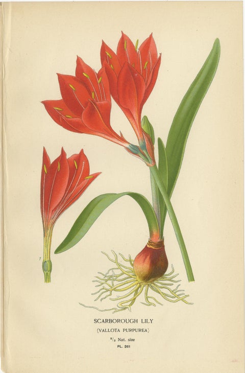 Scarborough Lily, Jacobean Lily & Clivia, Antique Chromolithographs 1897, view 2