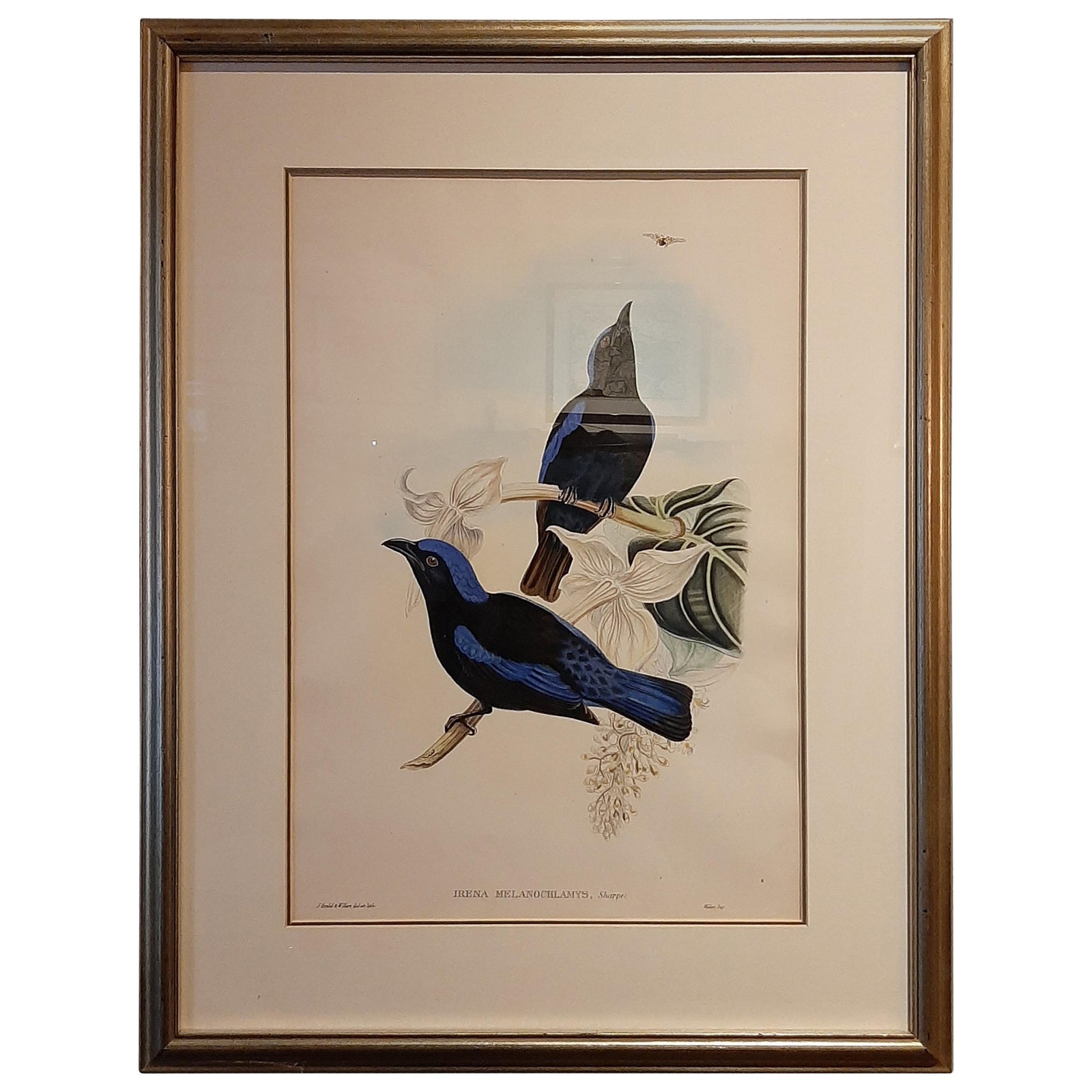 Antique Bird Print in Frame of the Black-Mantled Fairy Bluebird by Gould, 1870
