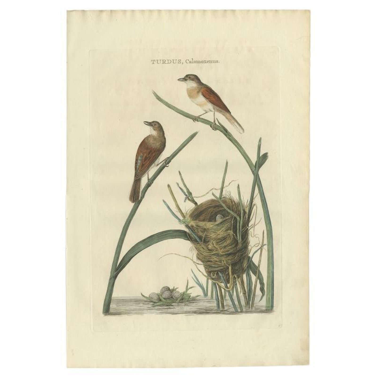 Original Hand-Colored Antique Bird Print of the Common Whitethroat, 1789