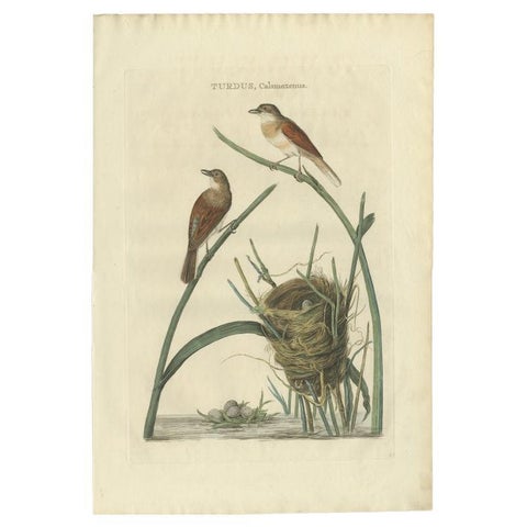 Original Hand-Colored Antique Bird Print of the Common Whitethroat, 1789