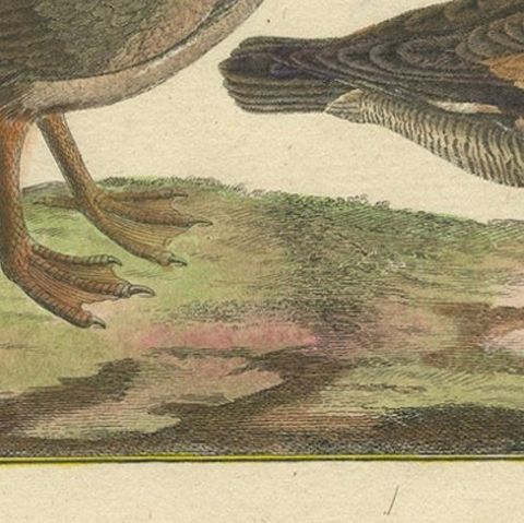 Hand-Colored Engraving of Goose Species from Histoire Naturelle, 1790, close-up 4