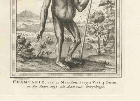 The Chimpanzee from Angola: Enlightenment Era Natural History Engraving, 1738, close-up 4