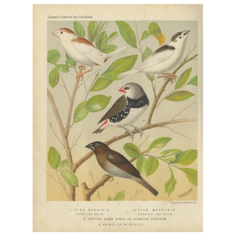 Antique Bird Print of the Magpie 'Pied' Mannikin, Spotted Sided Finch and Others