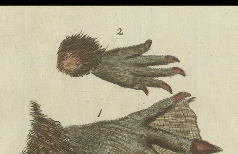 Patinca Rich Hand Colored Antique Print of a Beaver, Pubished in circa 1820, close-up 3