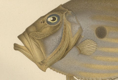 Swordfish and John Dory - Striking Scandinavian Fish Lithograph, 1895, close-up 2