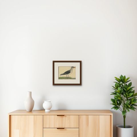Antique Hand-Colored Engraving of The Great Black and White Gull by Albin, 1735, shown framed on a wall