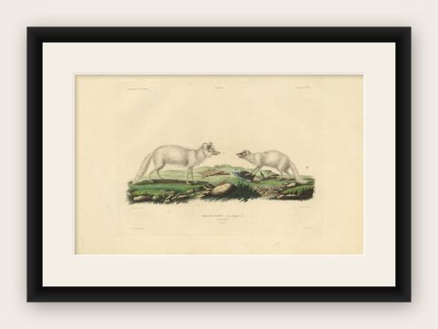Rare Hand-Colored Engraving of the Artic Fox in Winter Coat, 1842, shown framed