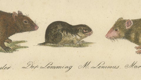 Alpine Marmot, Hamster, Lemming & Rock Hyrax, Brodtmann Lithograph, 1816, close-up 5