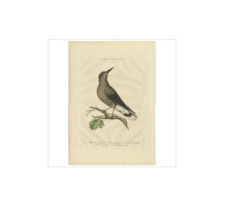 Spotted Nutcracker, Antique Bird Engraving by Nozeman and Sepp, 1770, view 2