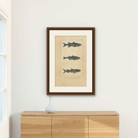 Antique Print of the Grey Mullet and Other Fish Species, 1844, shown framed on a wall