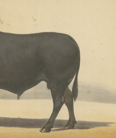 Zebu Bull, Humped Cattle Chromolithograph by Olivier de Penne, 1863, close-up 3