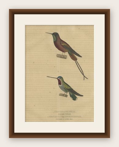 Old Bird Print of a Crimson Topaz and a Long-billed Starthroat Hummingbird, 1845, shown framed