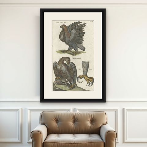 Antique Old Hand-Colored Bird Print of Two Eagles and an Eagle Claw, 1657, shown framed on a wall
