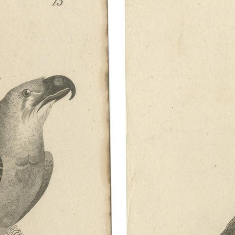 Set of 2 Antique Birds Prints of the Imperial Eagle and Turkey Vulture '1809', close-up 1