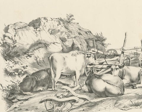 No. 21 Antique Print of Oxen by Cooper, '1839', view 3