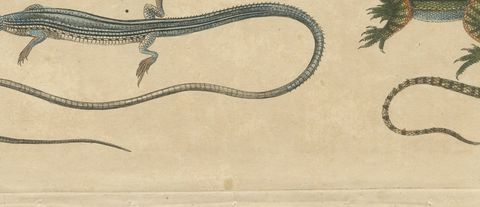 Five Exotic Lizards, Antique Bertuch Print, Vienna, circa 1820, close-up 2