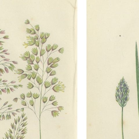 European Quillwort and Pillwort Antique Botanical Print, 1873, close-up 1