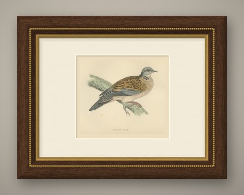 Turtle Dove on a Mossy Bough, Antique Hand Colored Bird Print, Morris, 1896, shown framed
