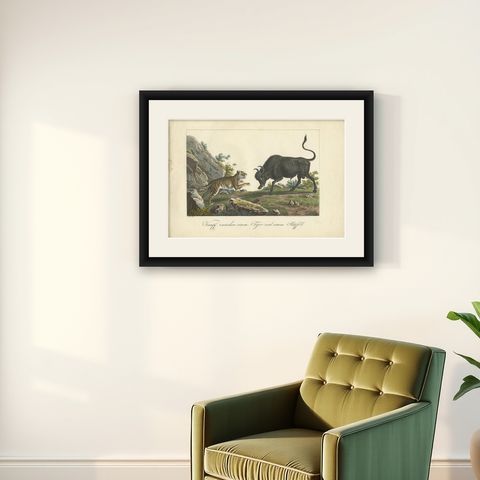 Antique Hand-colored Print of a Fighting Tiger and Buffalo in Indonesia, c.1830, shown framed on a wall