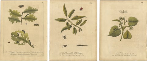 Antique Botanical Insect Engravings with Caterpillars and Ladybirds, Albin 1720