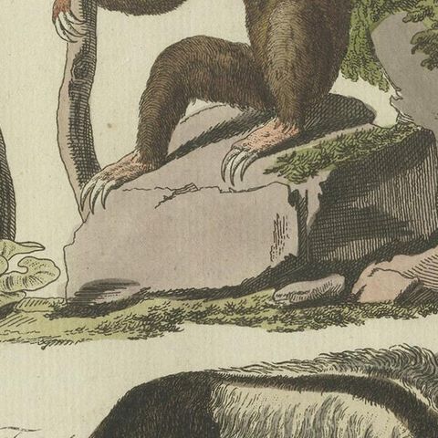 Antique Animal Print of Various Animals Incl a Sloth, Anteater, etc. circa 1800, close-up 2