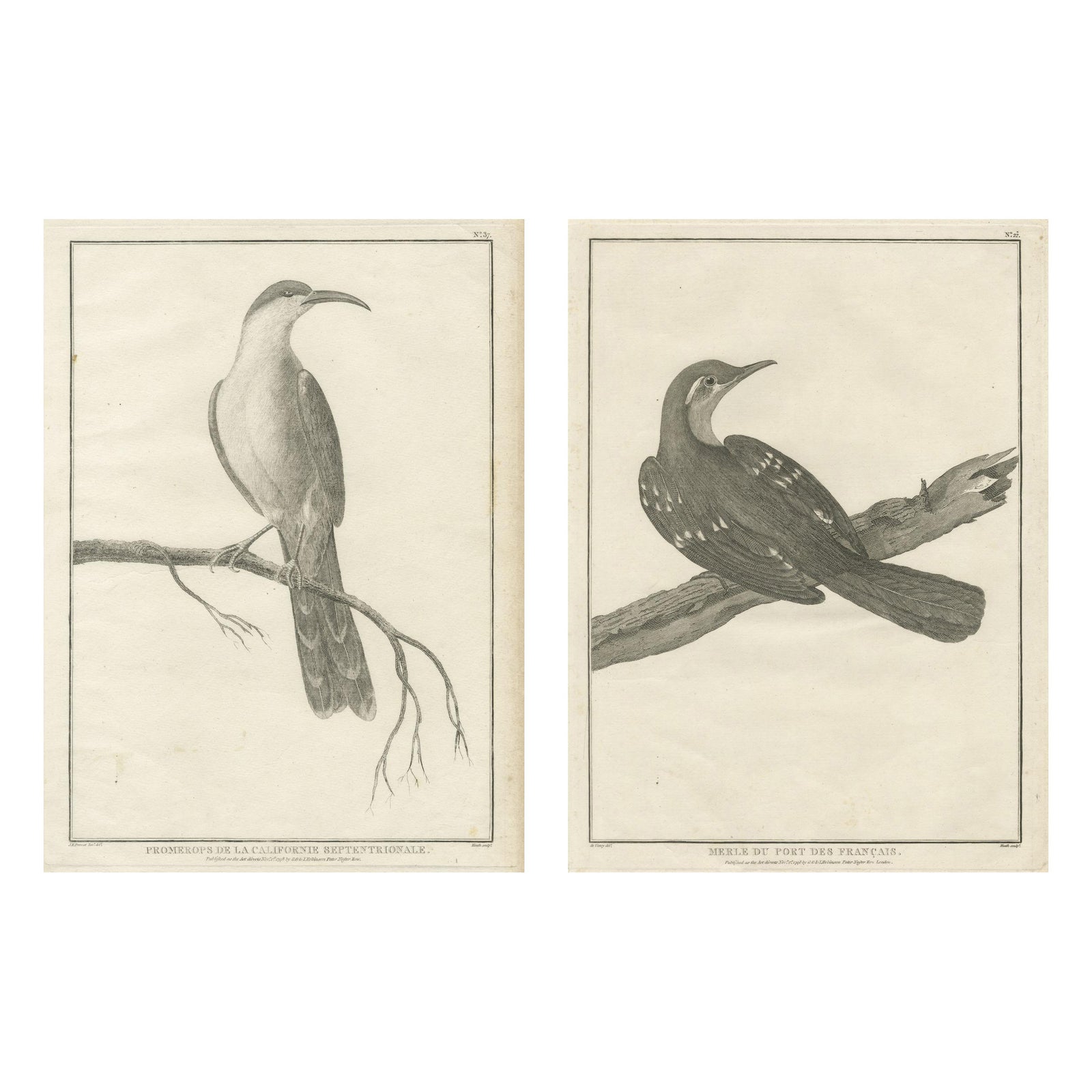 California Birds, Northern California Honeyeater & Port Français Thrush, c.1798