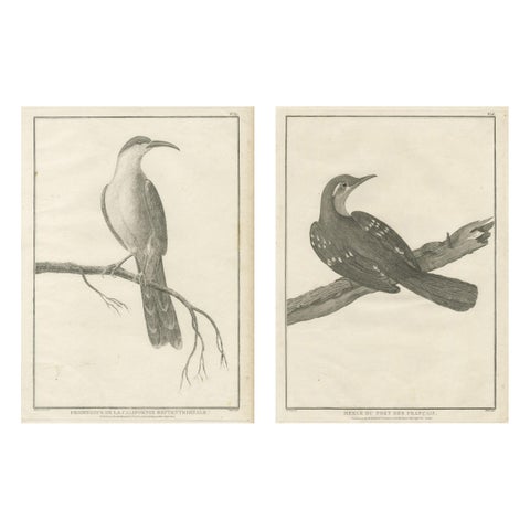 California Birds, Northern California Honeyeater & Port Français Thrush, c.1798
