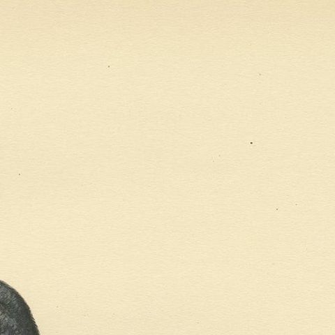 Antique Bird Print of the Black Scoter by Von Wright, 1929, close-up 1