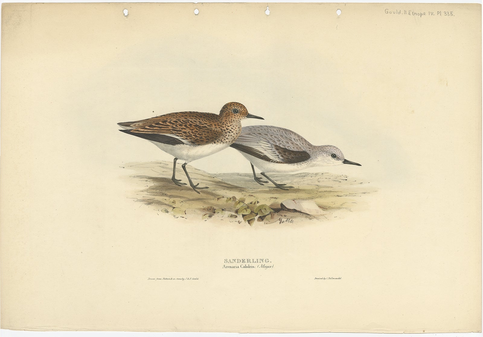 Antique Bird Print of The Sanderling by Gould, 1832