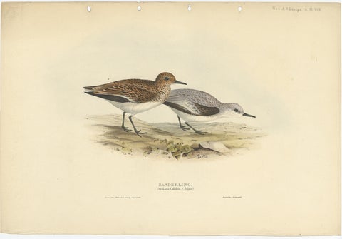 Antique Bird Print of The Sanderling by Gould, 1832