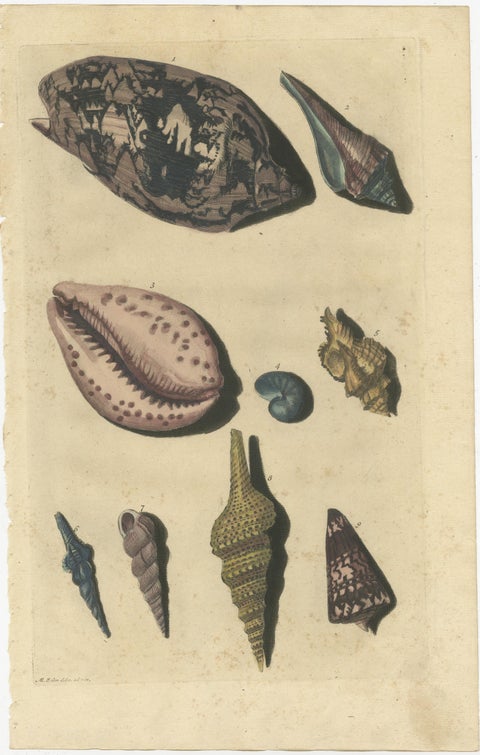 Colored Antique Print of various Sea Shells and Molluscs, view 2
