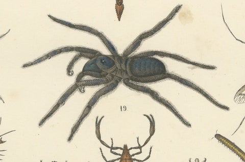 Arachnids & Insects Print: Spiders, Scorpion, Centipedes, Flies, Antique 1867, close-up 5