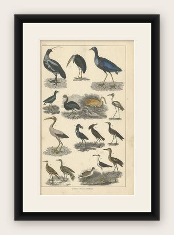 Antique Bird Print of Various Bird Species, C.1852, shown framed