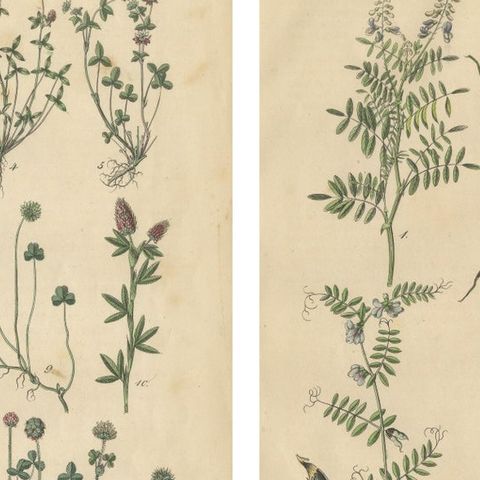 Antique Meadow and Fodder Plants Prints, Botanical Studies, 1852, close-up 1