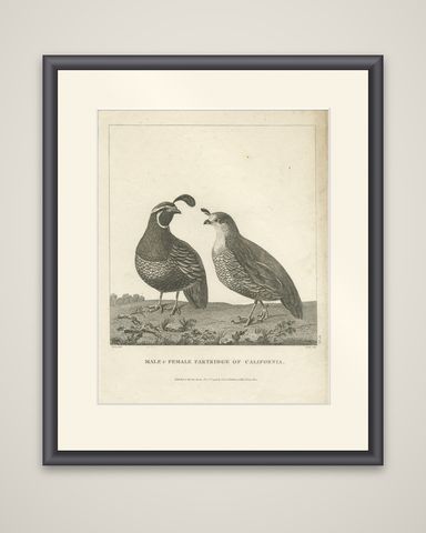 Antique Print of a Male and Female Partridge of California, shown framed