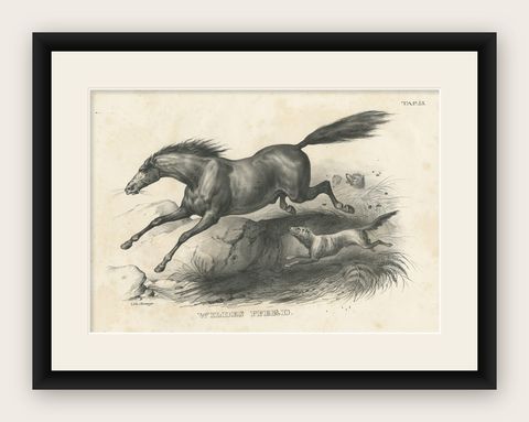Original Antique Print of a Wild Horse, shown framed
