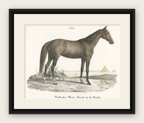 Antique Horse Print of a Nubian Horse, shown framed