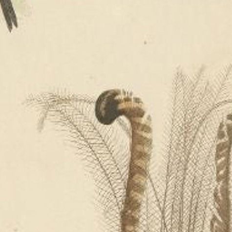 Antique Bird Print of the Creeper and Other Birds, C.1860, close-up 2