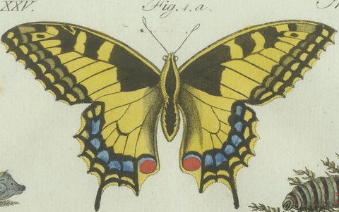 Original Antique Print of Swallowtail and Painted Lady Butterflies, c.1800, close-up 6