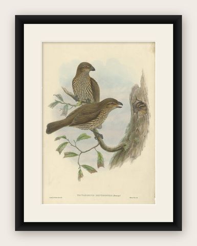Antique Bird Print of the Tooth-Billed Bower-Bird by J. Gould, circa 1875, shown framed