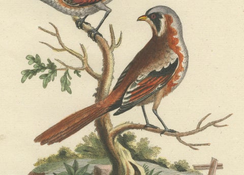 The Lesser Grey Shrike Bird in a Hand-Colored Engraving, 1749, close-up 2