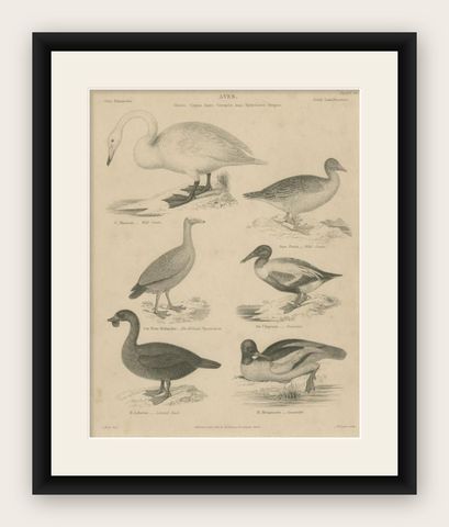 Antique Print of the Wild Swan, Wild Goose and other Birds by Lowry, 1841, shown framed