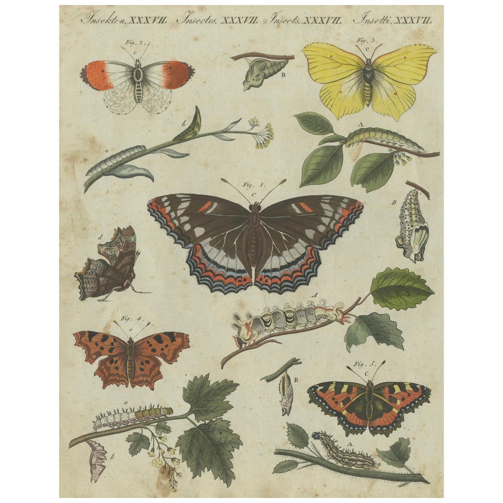 Exquisite Depiction of Butterflies and Caterpillars: A Hand-Colored Engraving