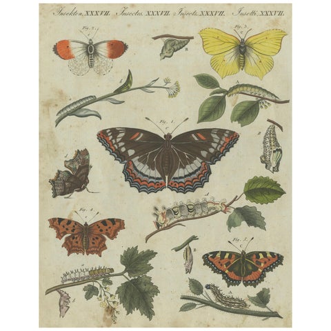Exquisite Depiction of Butterflies and Caterpillars: A Hand-Colored Engraving