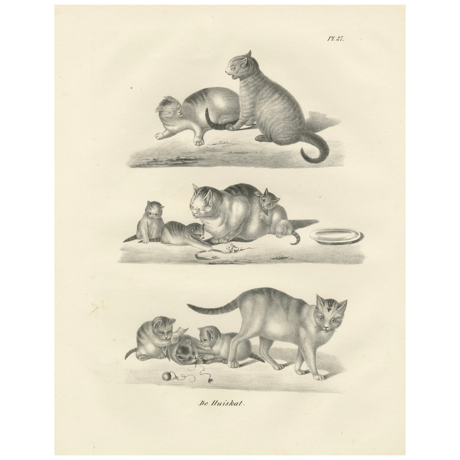 19th-Century Lithograph of Domestic Cats in Playful and Nurturing Scenes