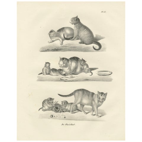 19th-Century Lithograph of Domestic Cats in Playful and Nurturing Scenes